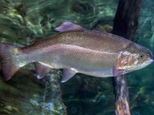 ცოცხალი კალმახი