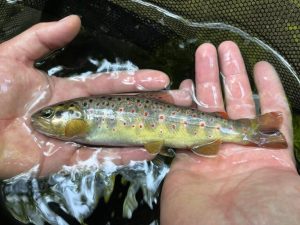 კალმახი 2